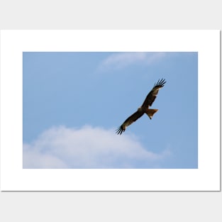 Falcon flying in a Blue Sky Posters and Art